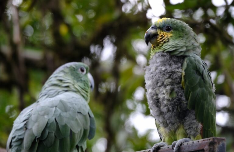 Merazonia parrots | Jupette et Salopette