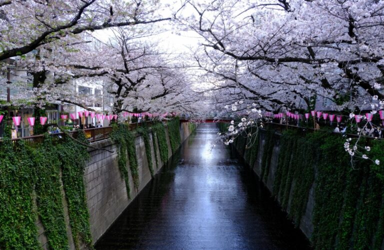 Cherry blossoms meguro river Tokyo | Jupette et Salopette